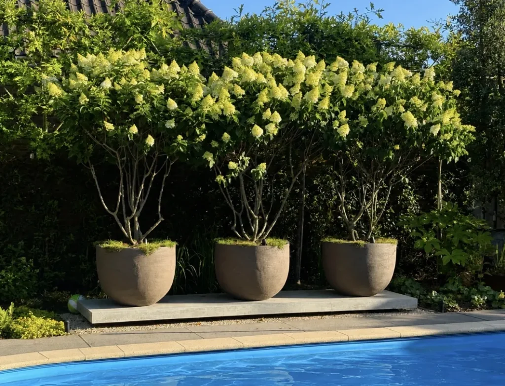 Zwembad met hortensia's in sfeervolle potten