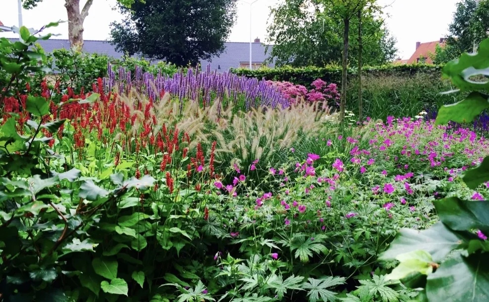 Kleurrijke border met vaste planten